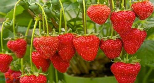 Из чего состоит клубника. Химический состав и калорийность клубники