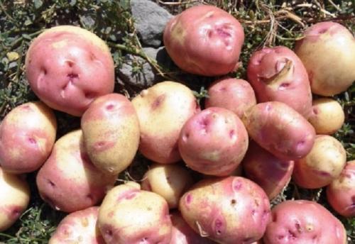 Сорт картофеля «Иван да Марья»