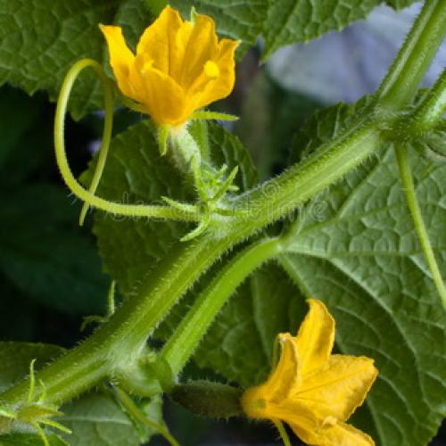 Культурное растение огурец. Растение огурец: основные биологические особенности