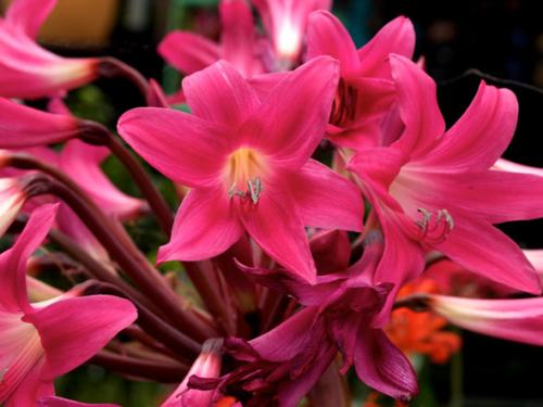 Когда цветут садовые амариллисы. Амариллис садовый многолетний: посадка, выращивание и уход