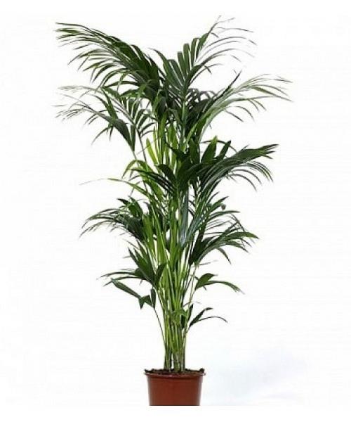 Ховея и хамедорея. Ховея — изысканная пальма для стильного дома