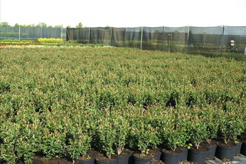 Посадка живой изгороди из кизильника. Посадка и уход за кизильником в качестве живой изгороди