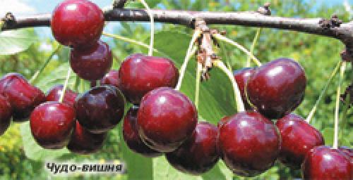 Гибрид вишни и черешни Рубиновка ™. 