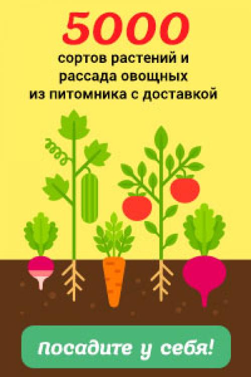 Морковь время уборки урожая. Когда и как собирать морковь