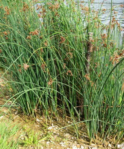 Желтый цветок на воде. Водно-болотные растения, растущие у воды
