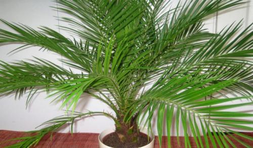 Комнатная пальма Ховея уход в домашних условиях. Как ухаживать в домашних условиях