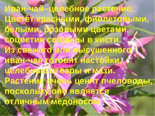 Беседа, что такое лекарственные растения цель. Беседа с детьми подготовительной группы о лекарственных растениях