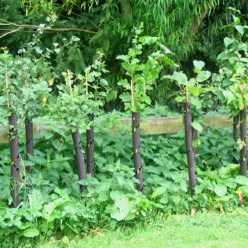 Как правильно сажать живую изгородь: правила, технология и схема посадки