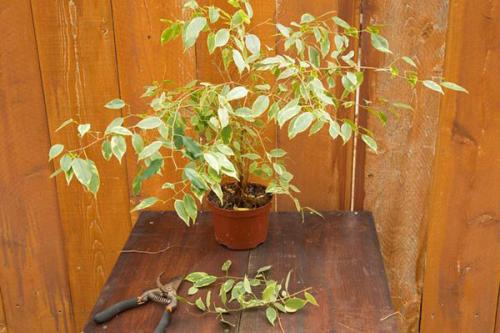 Почему не растет фикус в домашних условиях. Почему не растет фикус Бенджамина? Ищем ответы