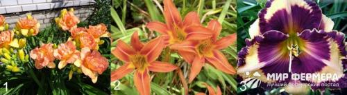 Отцвели лилейники. Лилейники