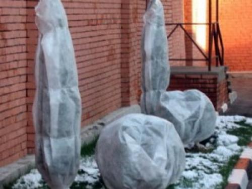 Подготовка к зиме туи смарагд. Подготовка туи к зиме