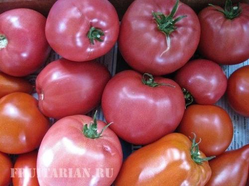 Вред пасленовых миф. Помидоры не вредны!