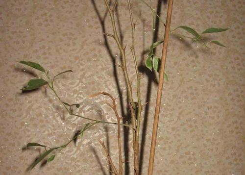 Почему осыпается фикус Бенджамина. Фикус бенджамина сбрасывает листья: почему и что делать?