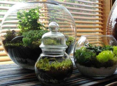 Растения в банках. Какие растения подходят для разведения за стеклом