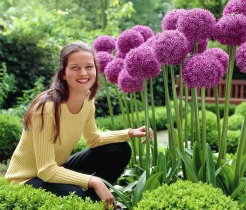 Лук декоративный болгарский. Высокорослые сорта