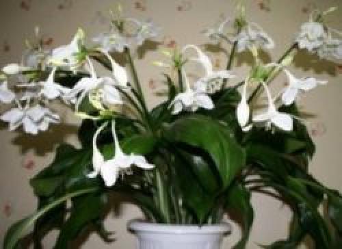 Как заставить цвести цветок эухарис. Как заставить цвести эухарис?