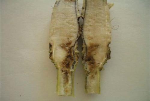 Почему желтеют листья у молочая Миля. Болезни