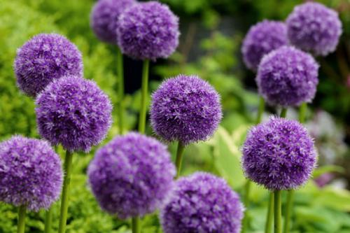 Как хранить луковицы декоративного лука. Декоративный лук: посадка и уход в открытом грунте