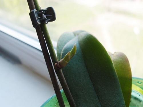 Детка орхидеи на сухом цветоносе. Появилась детка на цветоносе орхидеи — что делать?