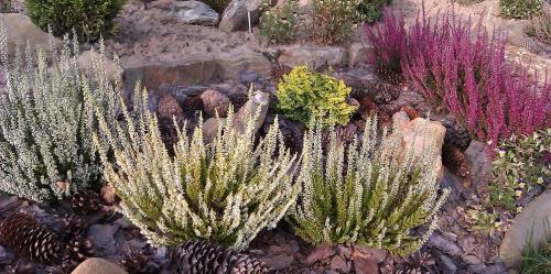 Саженцы вереска. Посадка вереска — сроки и способы