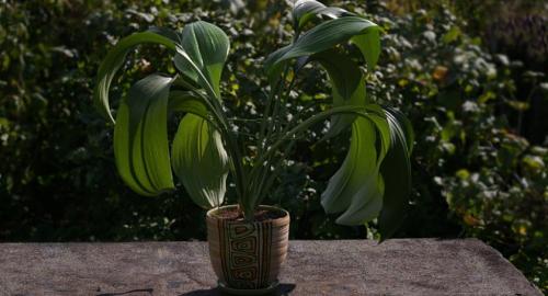 Что делать и как заставить эухарис цвести?