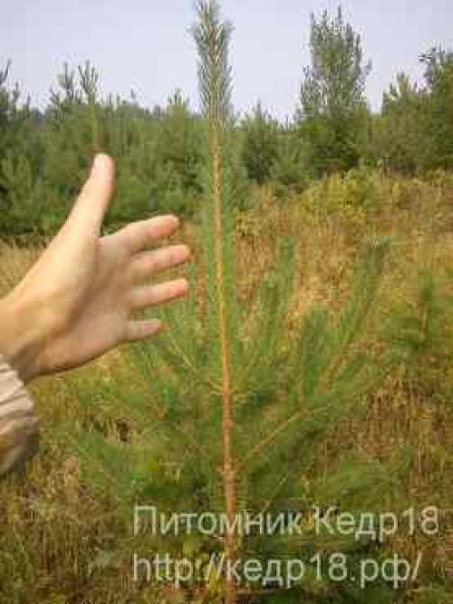 Как быстро растет кедр в год. Рост кедра