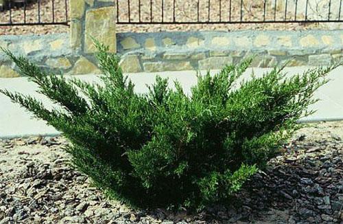 Особенности выращивания и размножения можжевельника казацкого