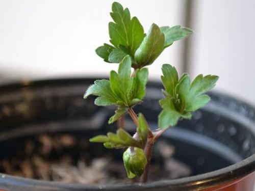 Анемона корончатая посадка и уход в открытом грунте. Как посадить анемону на рассаду: подготовка грунта и материала