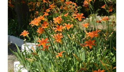 Лилейники отцвели, что делать дальше. Обрезка лилейников — подготовка растения к зиме