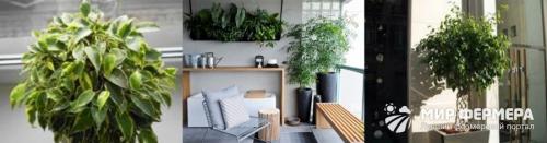 Фикус Бенджамина осыпаются листья, что делать. Почему фикус Бенджамина сбрасывает листья?