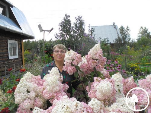 Гортензия метельчатая паникулата Грандифлора. Гортензия метельчатая Грандифлора, посадка и уход за любимицей от А до Я