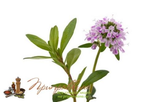 Пряность чабер огородный Ароматный. Что такое чабер?