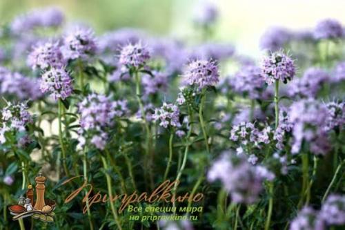 Пряность чабер огородный Ароматный. Что такое чабер?