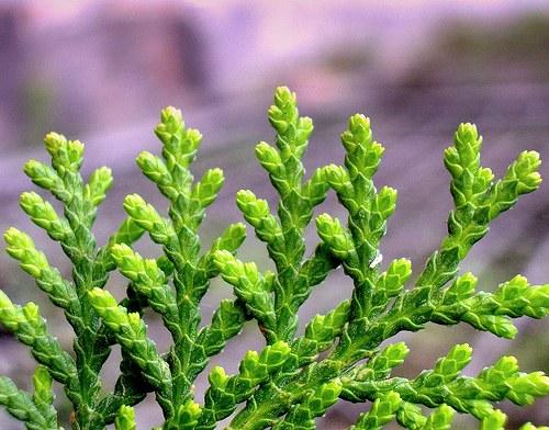 Если желтеет пихта, что делать. Совет 1: Хвойные весной желтеют, что делать?