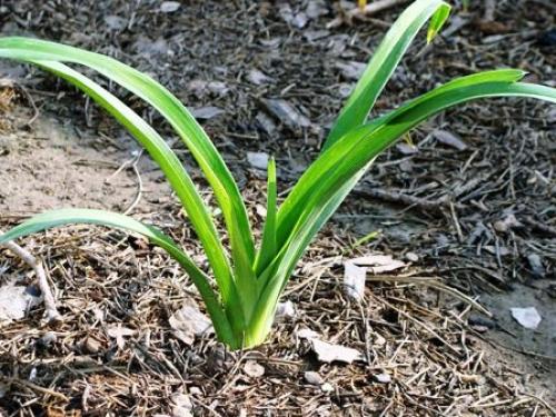 Чем весной подкормить лилейники. Когда и как подкармливать лилейники