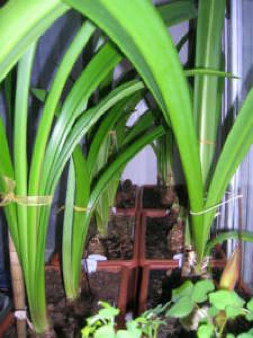 Гиппеаструм обрезать листья. Гиппеаструм после цветения: правила ухода за цветком