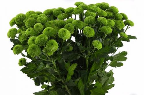 Зеленая хризантема. Мелкоцветковая и крупноцветковая хризантема кустовая. Фото и название