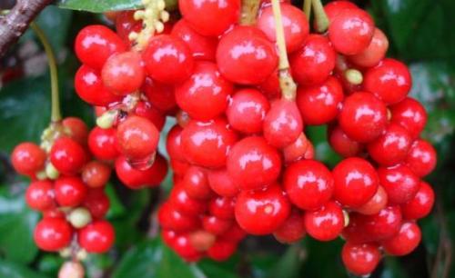 Что такое лимонник. Описание Лимонника