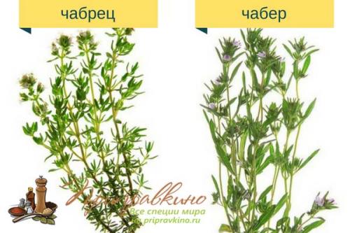 Пряность чабер огородный Ароматный. Что такое чабер?