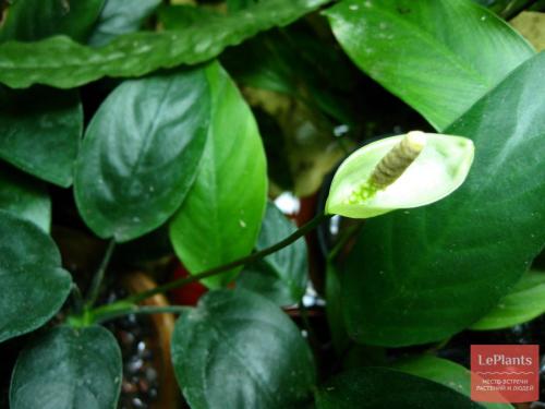 Цветы которые растут в воде дома. Водные растения