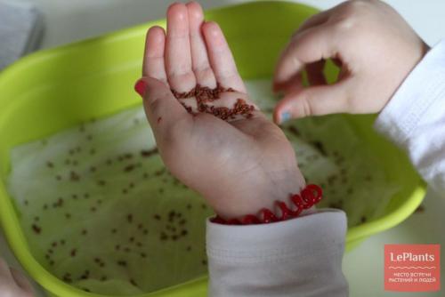 Пряные травы на подоконнике выращивание. Особенности почвы