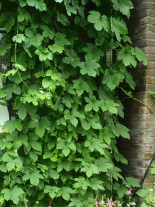 Как размножается хмель дикий. Размножение хмеля