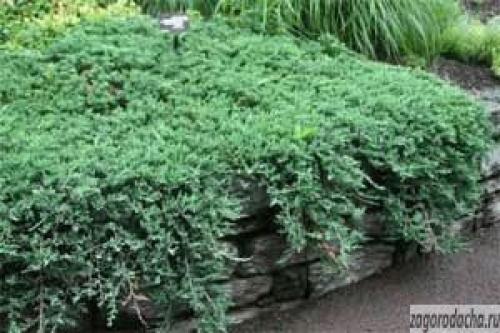 Можжевельник в саду. Происхождение