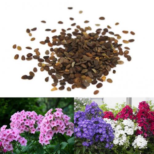 Когда сажать флоксы многолетние семенами. Описание растения, способы его размножения