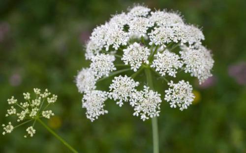 Съедобные зонтичные растения. Семейство Зонтичные: характеристика и представители