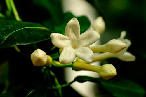 Вянет стефанотис листья мягкие желтеют, что делать. Что делать если у стефанотиса желтеют листья?