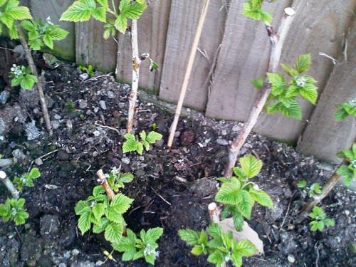 Черенкование черной смородины в августе. Как подготовить материал для посадки