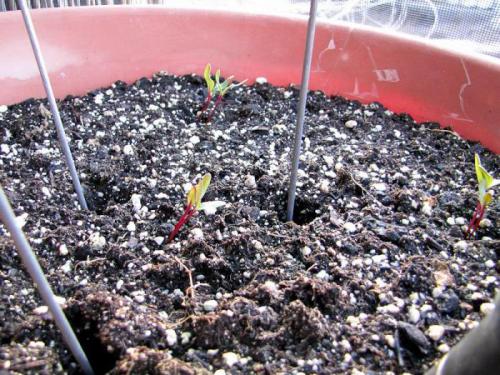 Лучшие сорта кормовой свеклы для Подмосковья открытый грунт. Семена свеклы: лучшие сорта для открытого грунта на Урале и в Подмосковье