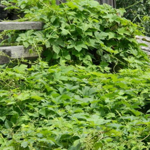 Как размножается хмель. Как выглядит лиана хмель и как она растет (с фото)