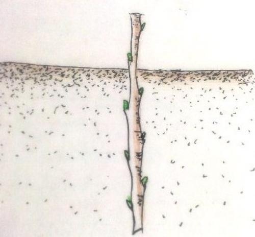 Как посадить смородину из ветки. Размножение смородины черенками